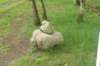 dsc03705_small.jpg