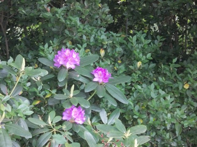 dscn0722.jpg