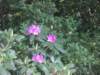 dscn0722_small.jpg