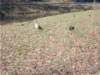 dscn1236_small.jpg