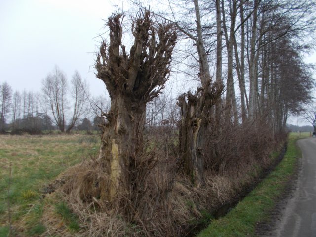 dscn1100.jpg