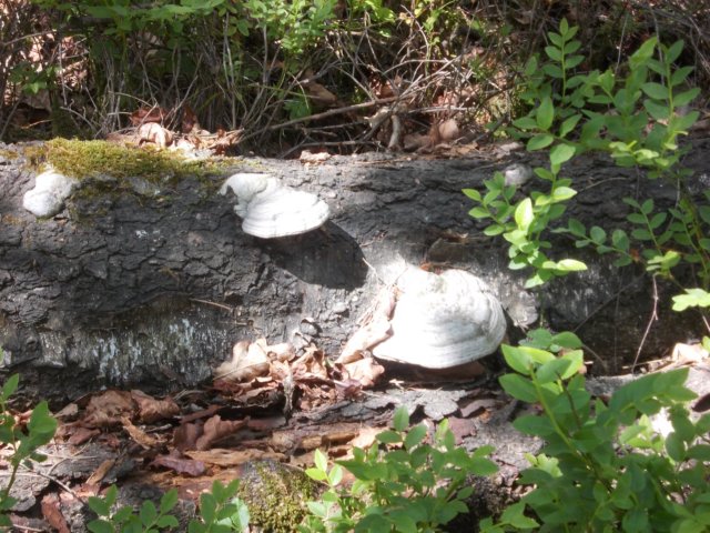 dscn0113.jpg