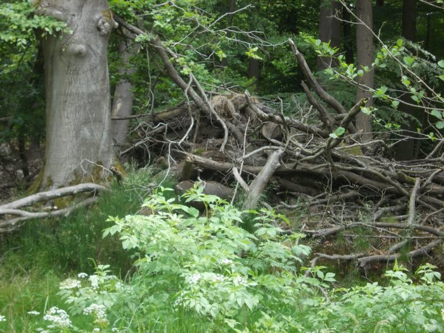 dscn0126.jpg