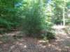 dscn0056_small.jpg