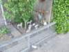dscn0033_small.jpg