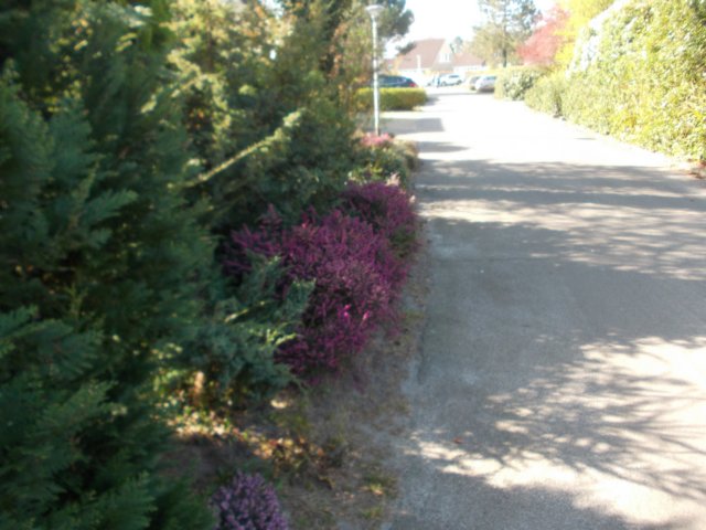dscn0453.jpg