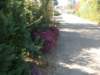 dscn0453_small.jpg