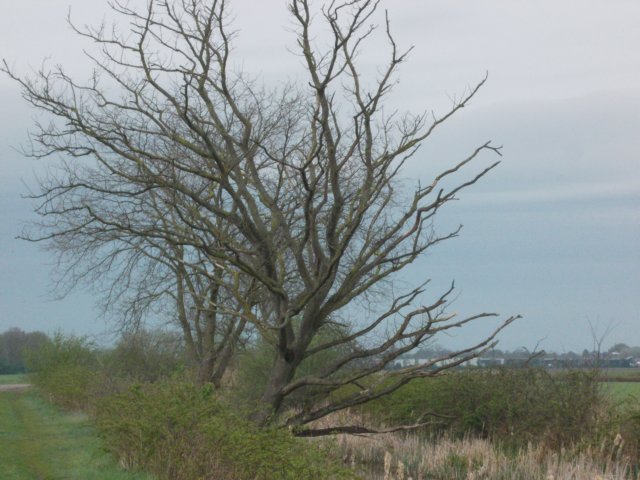 dscn0528.jpg