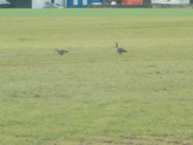 dscn0532.jpg