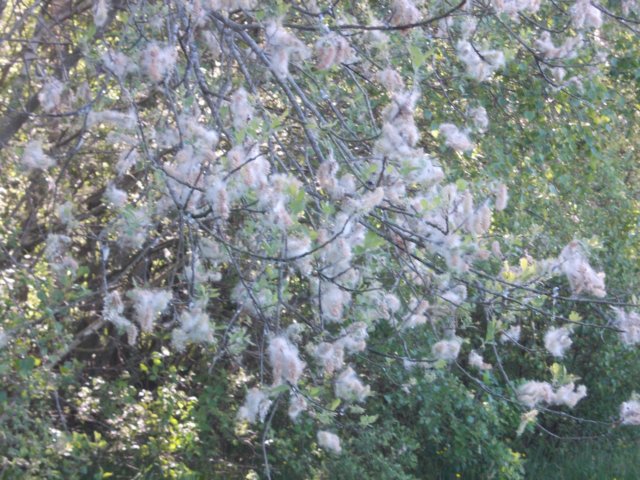 dscn0739.jpg