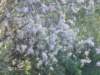 dscn0739_small.jpg
